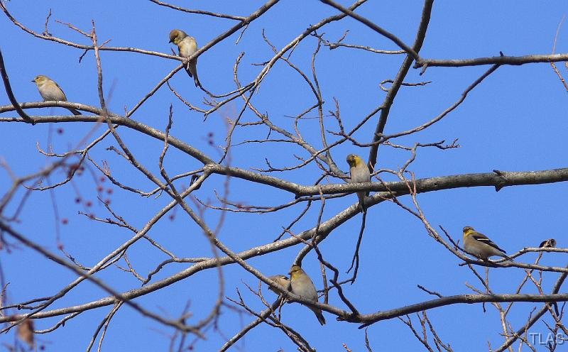 Six Goldfinches 011208 034